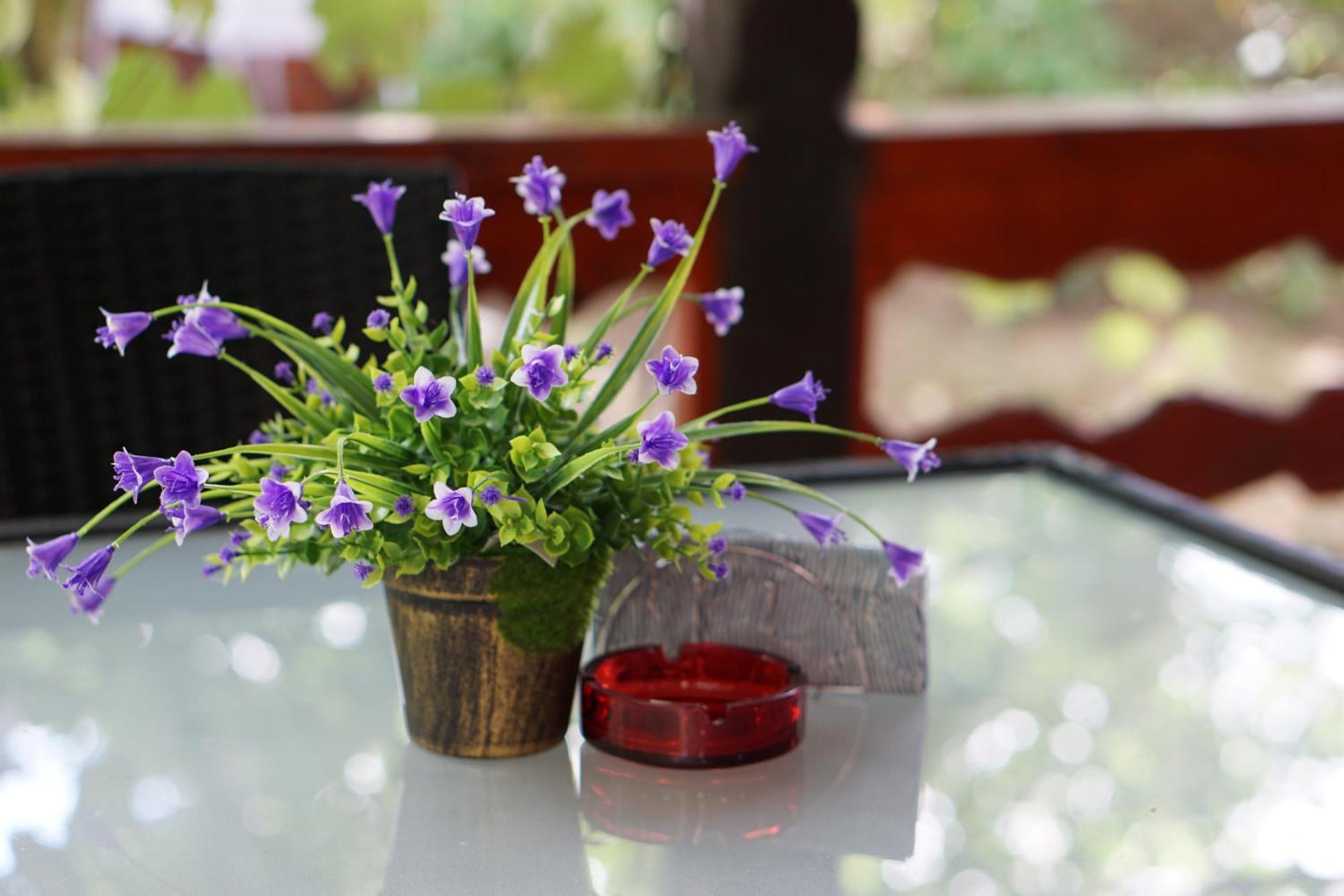 Villa Hanna'S Garden - Mintia 外观 照片