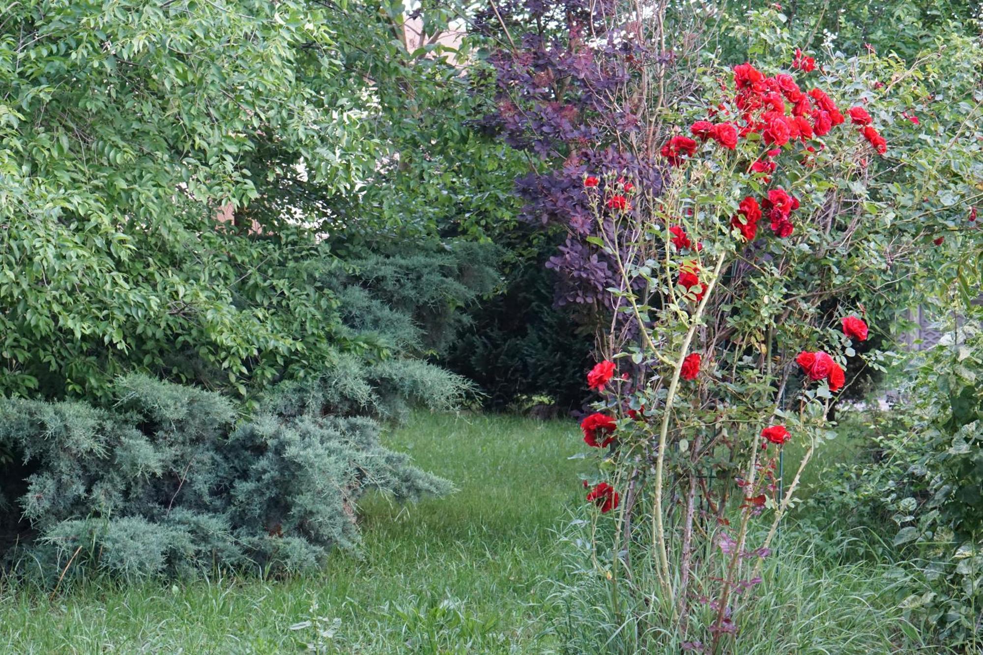 Villa Hanna'S Garden - Mintia 外观 照片