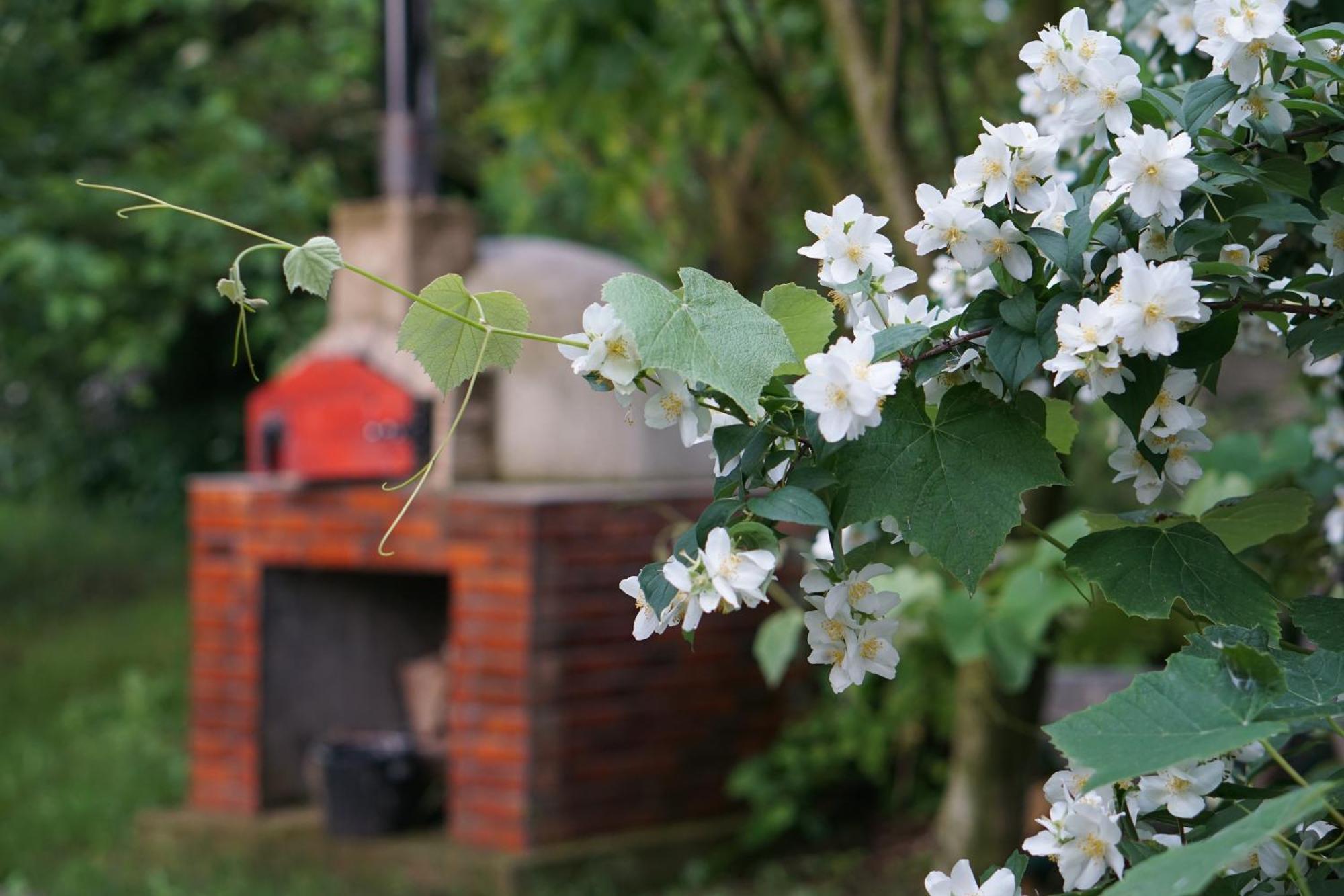 Villa Hanna'S Garden - Mintia 外观 照片